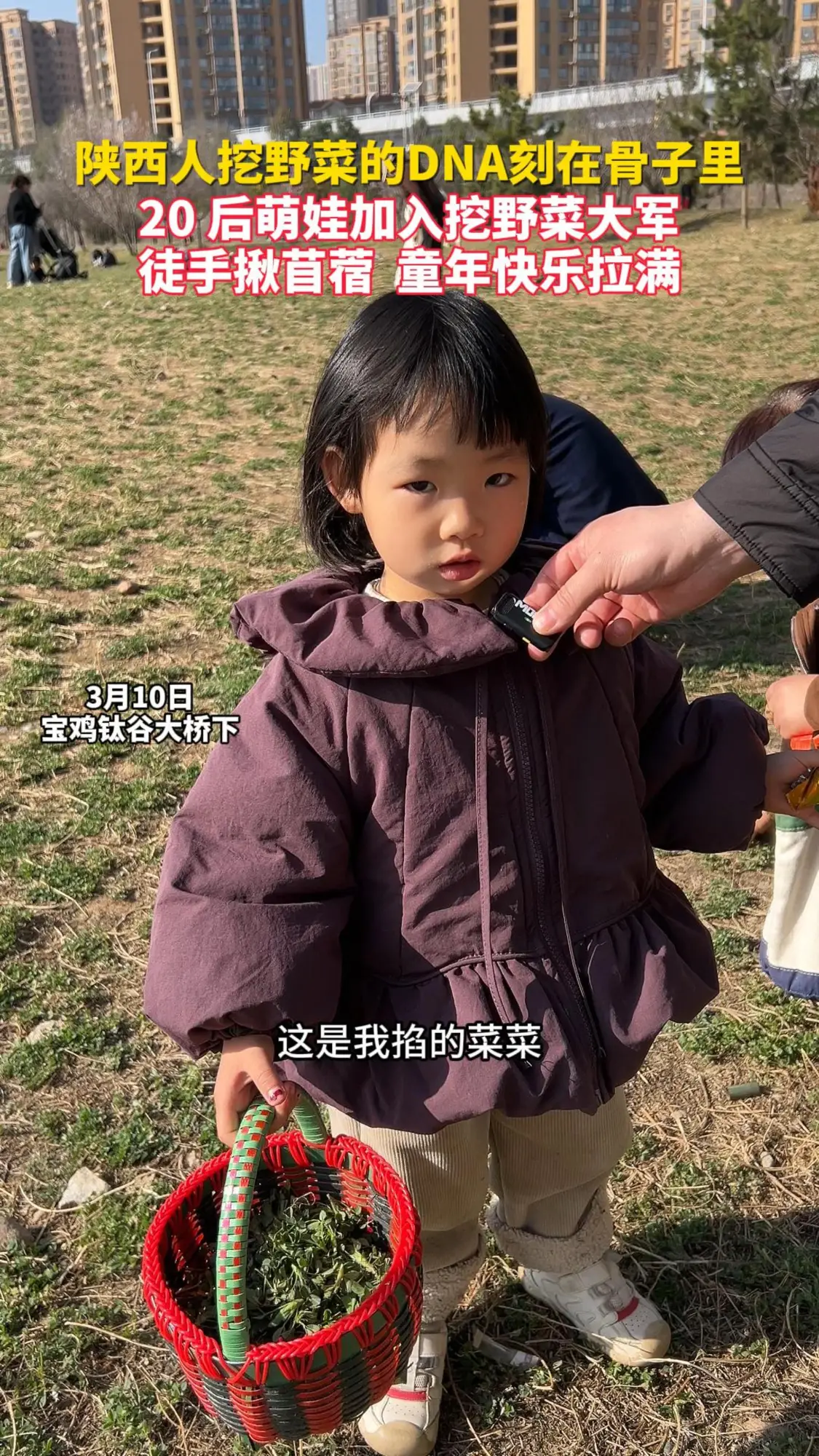 陕西人挖野菜的DNA刻在骨子里！20后萌娃加入挖野菜大军徒手“揪”苜蓿 童年快乐拉满