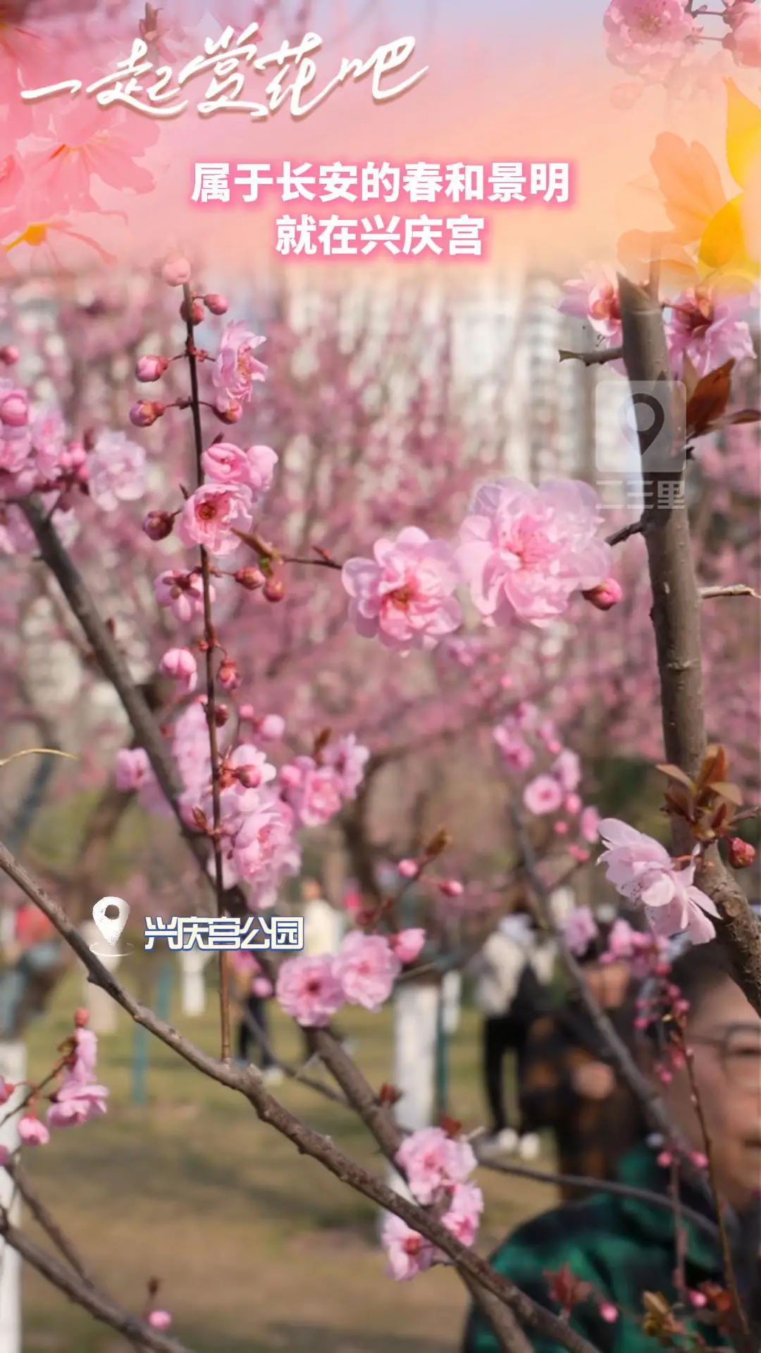 属于长安的春和景明，就在兴庆宫
