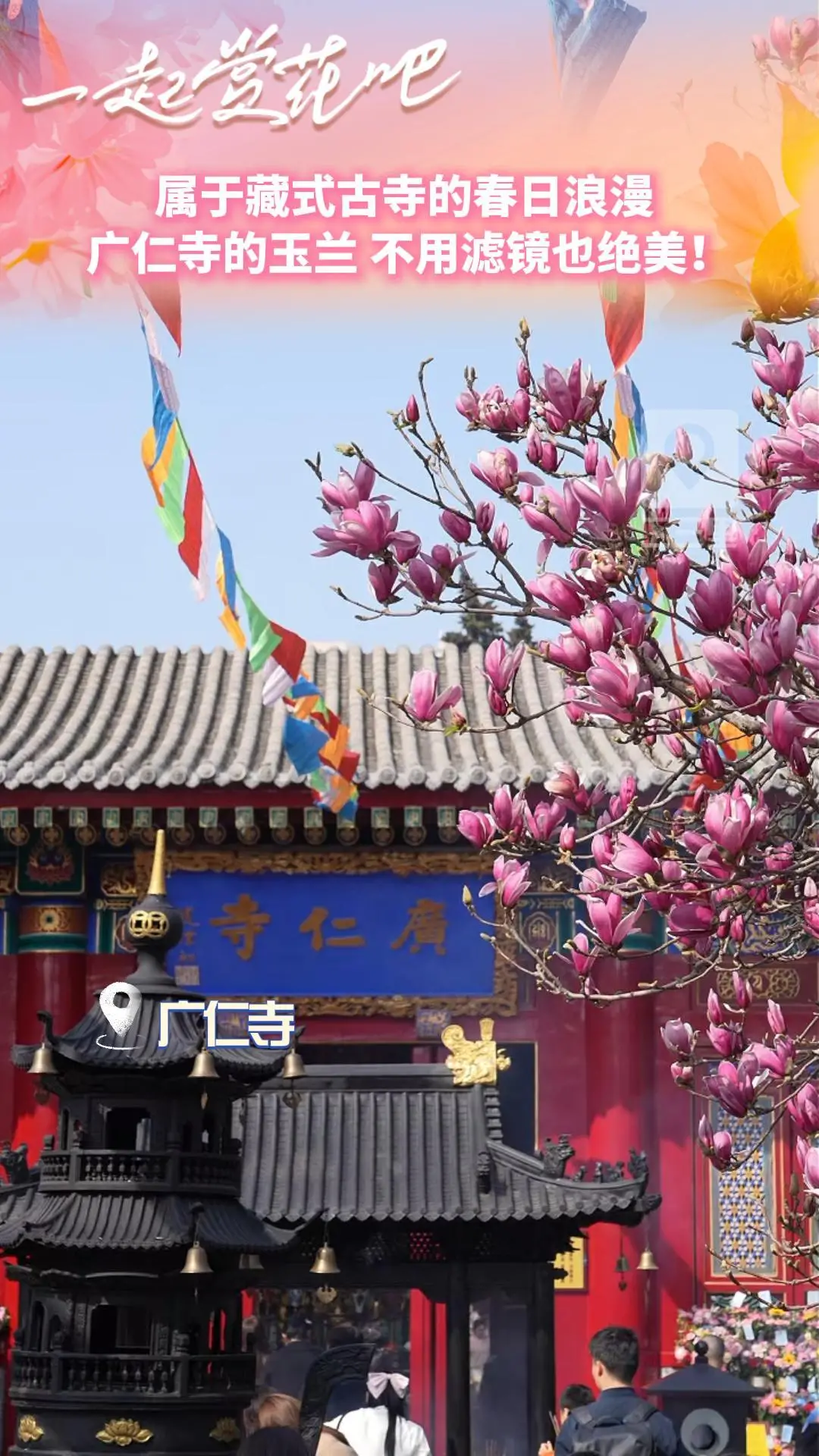 属于藏式古寺的春日浪漫 ，广仁寺的玉兰，不用滤镜也绝美！