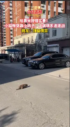 顶级博弈现场！小黑猫vs鸽子追逐战惊呆路人 