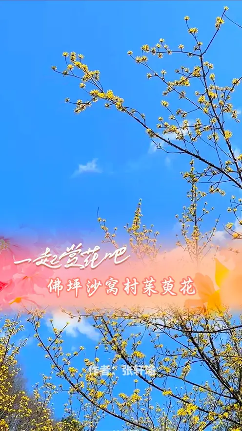 一起赏花吧|佛坪漫山茱萸花开成一片金黄