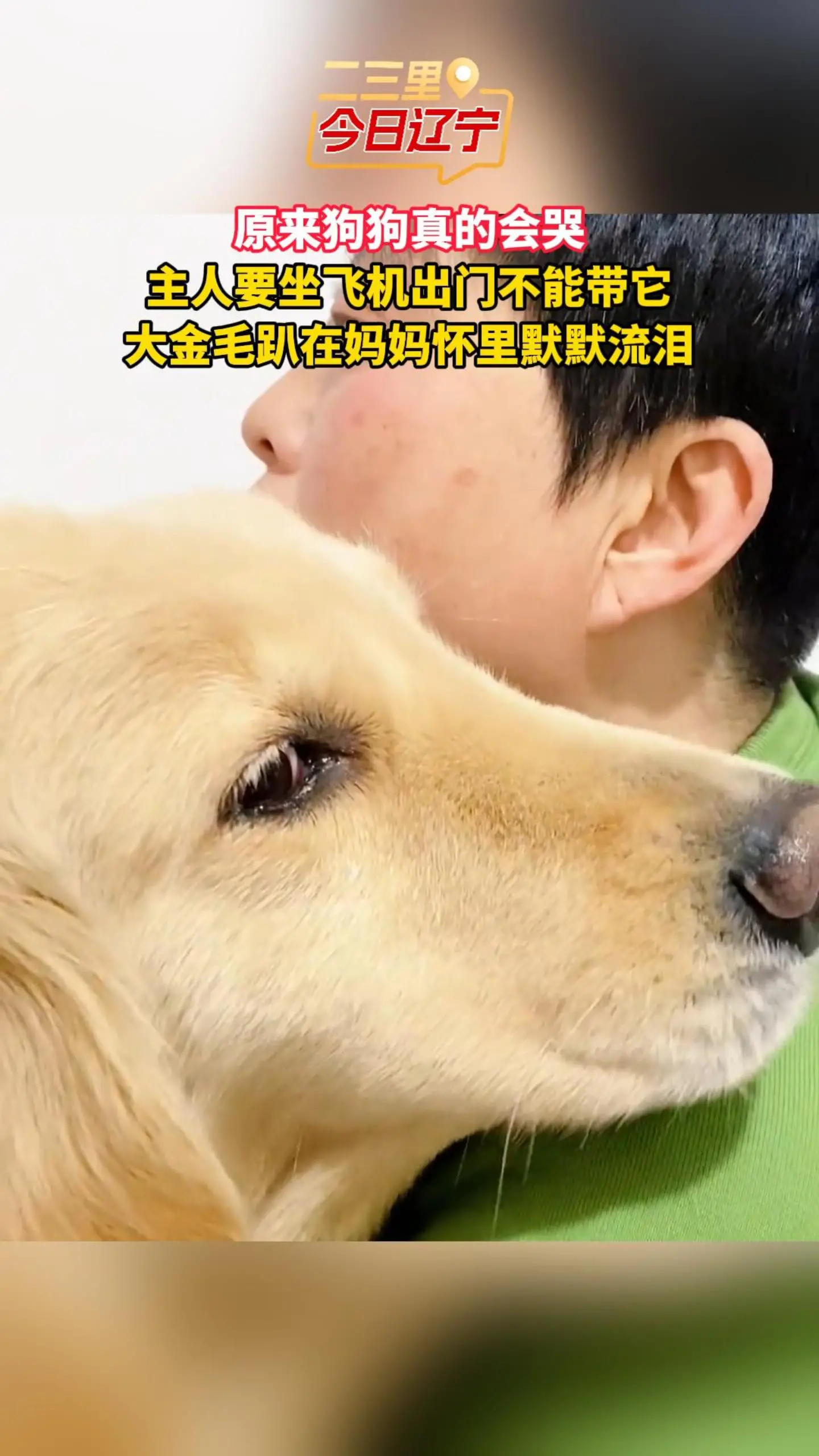原来狗狗真的会哭 主人要坐飞机出门不能带它 大金毛趴在妈妈怀里默默流泪