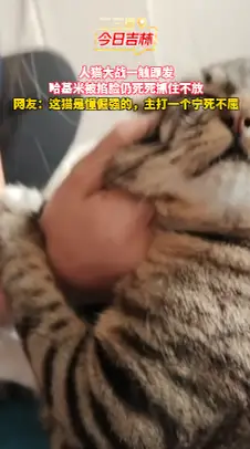 人猫大战一触即发，哈基米被掐脸仍死死抓住不放！