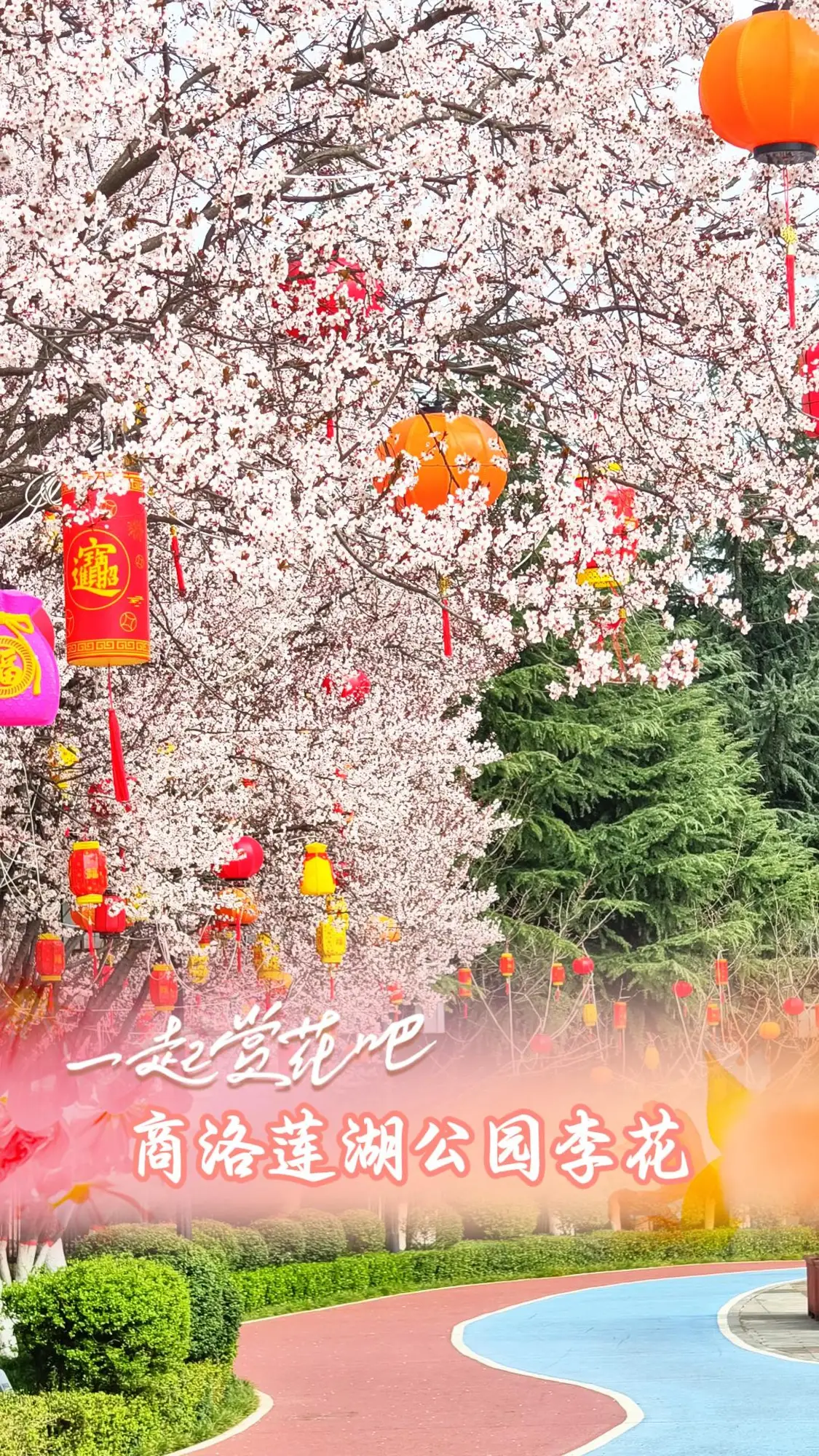 【一起赏花吧】商洛莲湖公园李花开了，随手一拍就是绝美大片