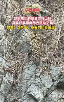 野生东北豹的灵动姿态，太震撼了！