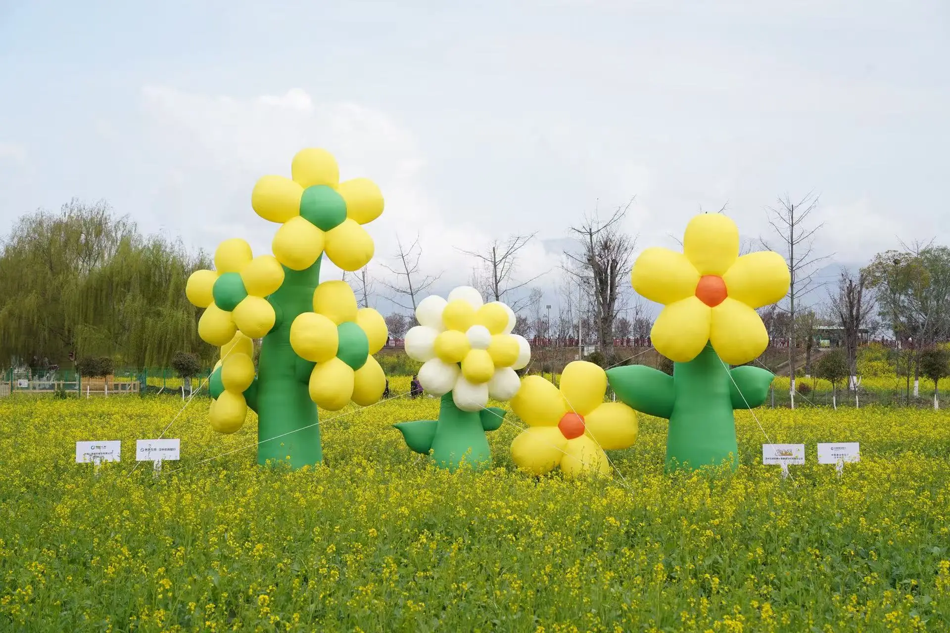 2026最美油菜花海汉中旅游文化节盛大启幕