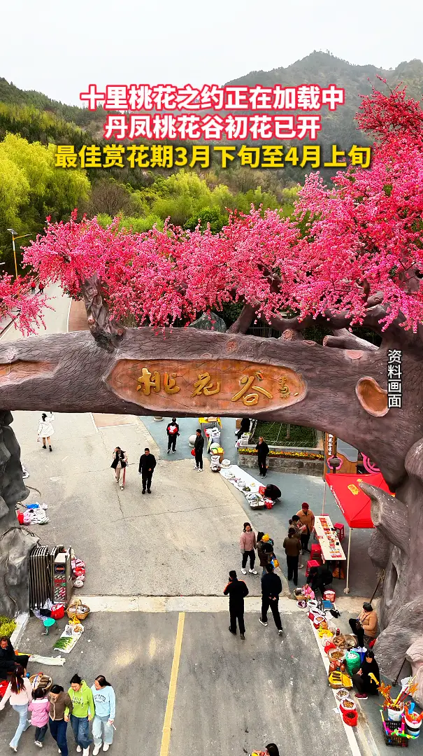 十里桃花之约正在加载中，丹凤桃花谷初花已开，最佳赏花期3月下旬至4月上旬
