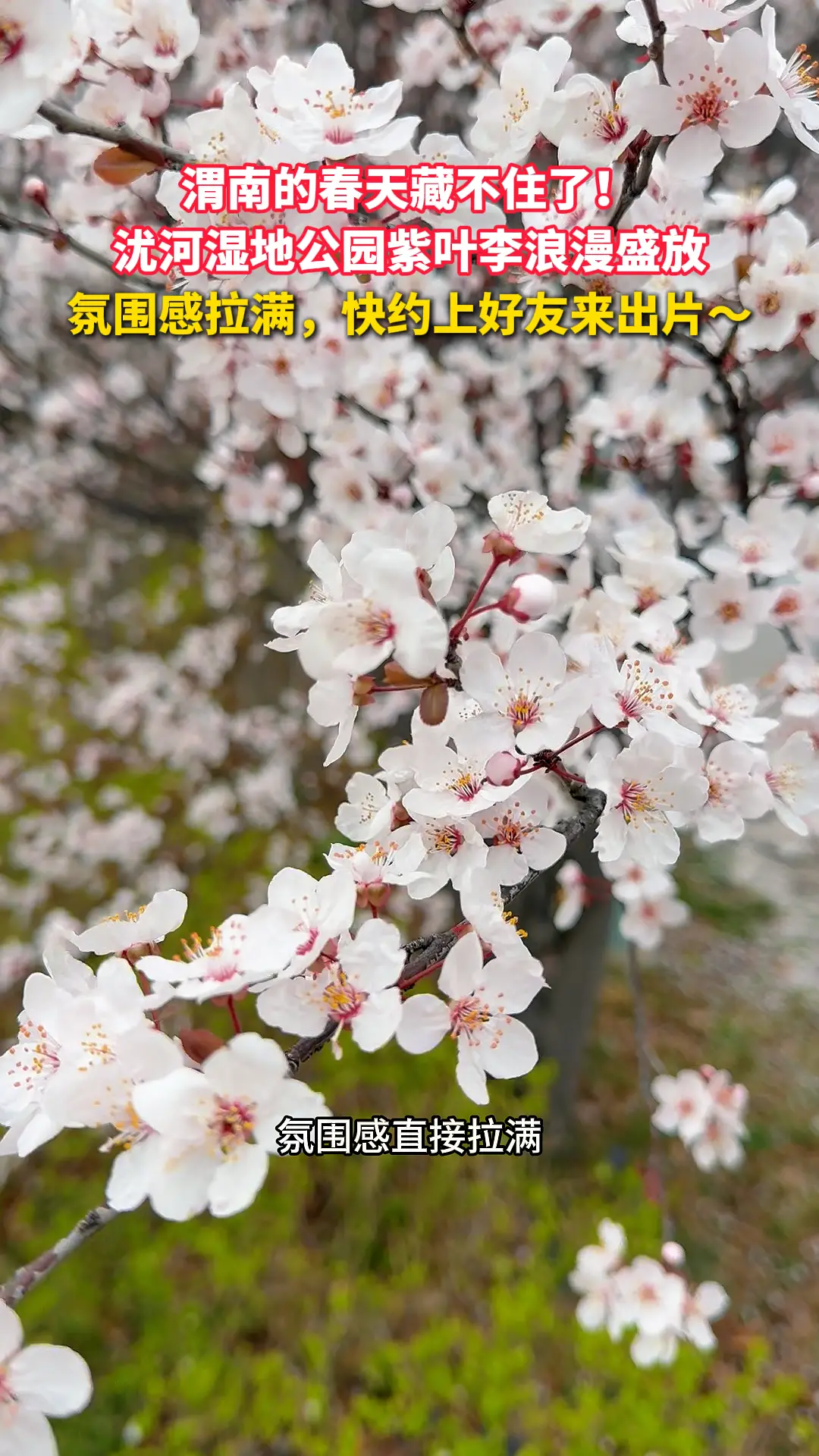 渭南的春天藏不住了！沋河湿地公园紫叶李浪漫盛放