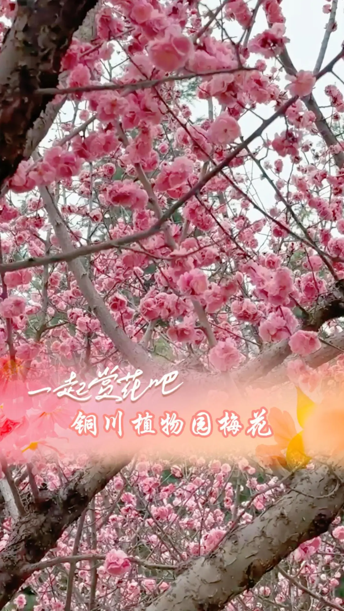 【一起赏花吧】铜川植物园梅花