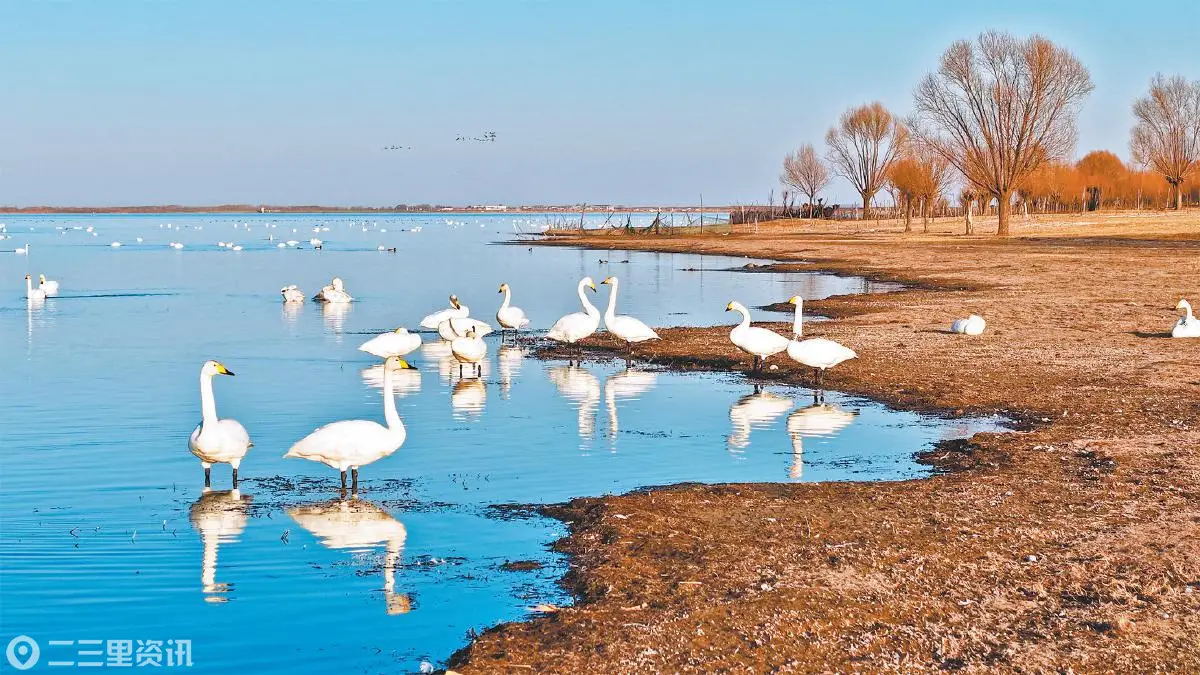 超10万只候鸟将在榆林“落脚歇息” 