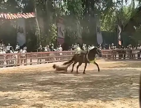 广州长隆野生动物园马术表演马匹失控拖行骑手园方：仅皮外擦伤已送医，表演已恢复