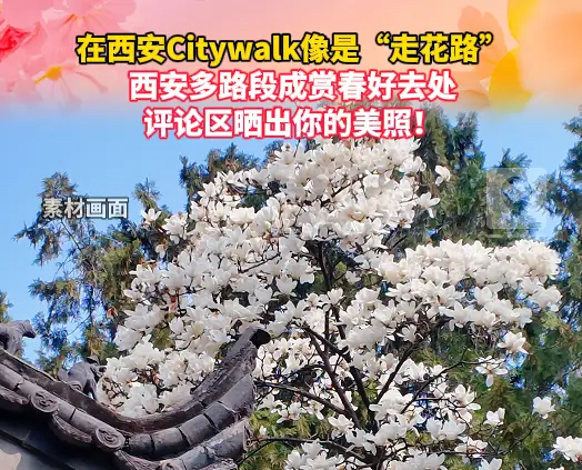 在西安Citywalk像是“走花路”，多路段成赏春好去处