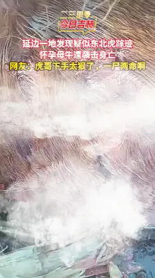 吉林延边出现疑似东北虎踪迹，怀孕母牛田间遇害