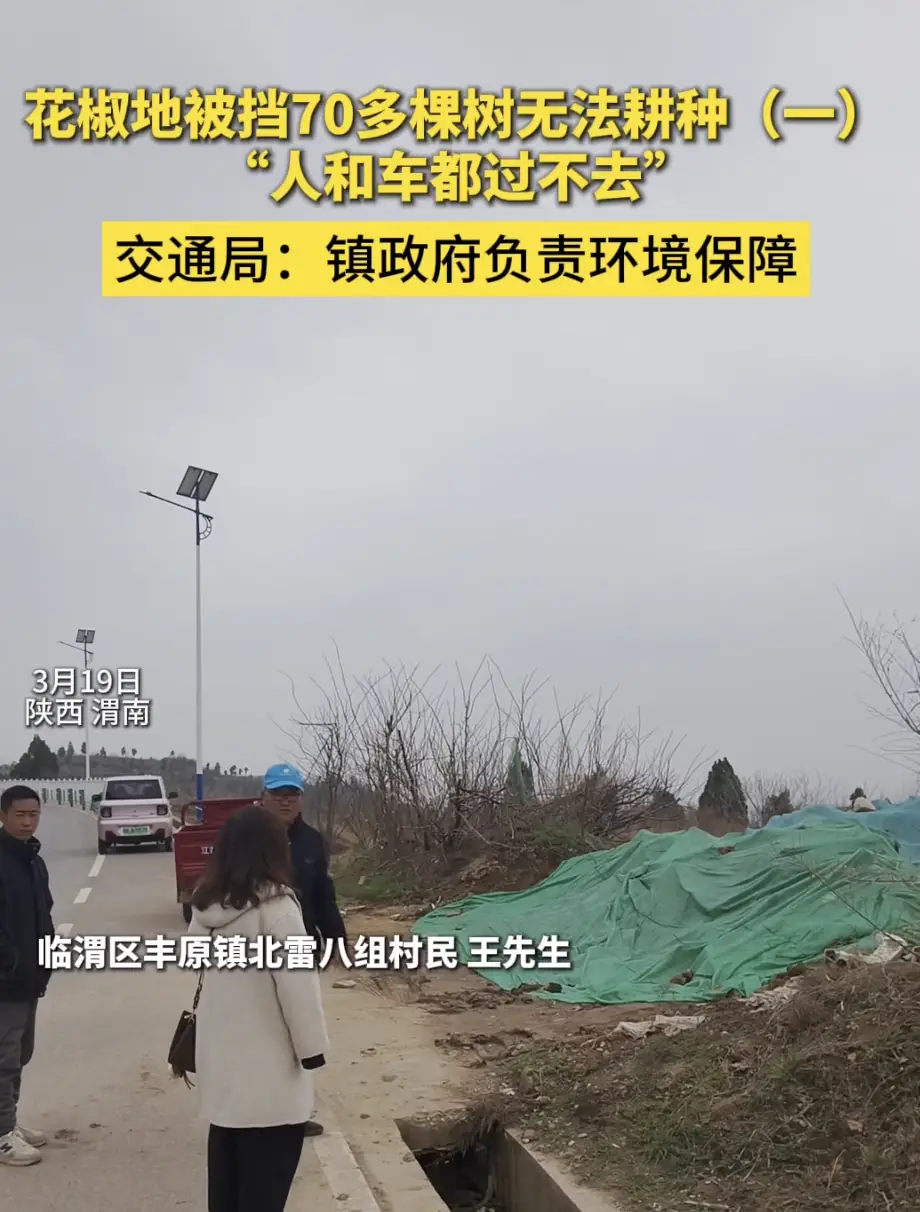 花椒地被挡70多棵树无法耕种（一）交通局:镇政府负责环境保障