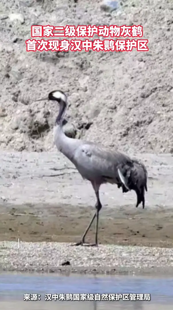 汉江添新客！国家二级保护动物灰鹤首次现身汉中朱鹮保护区
