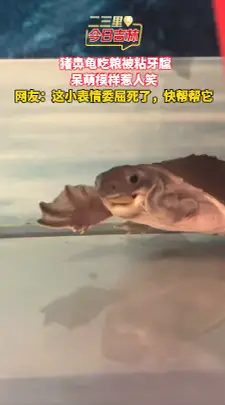 你们见过这么可爱的猪鼻龟吗？吃龟粮粘在自己牙膛上了