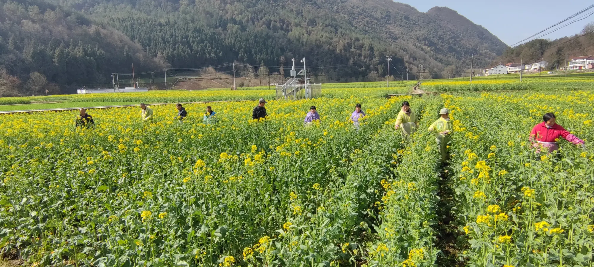 一粒油菜种子的“芯”征程——来自国家油菜制种大县的蹲点观察