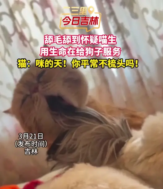 小猫舔毛把自己舔yue了，喵师傅：这活干不了！