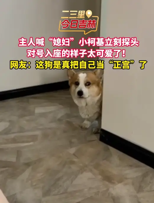 柯基戏精日常，小短腿竟把自己当铲屎官媳妇！