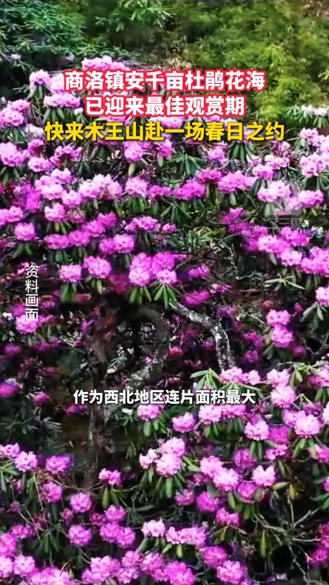 3月下旬到 4月中下旬，镇安木王山千亩杜鹃将迎来最佳观赏期