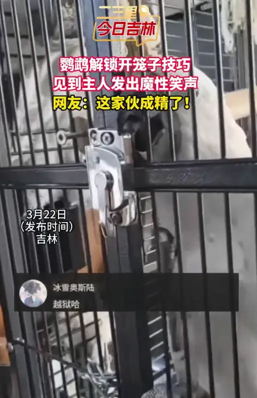鹦鹉解锁“越狱”技能！自己开笼门见主人，这魔性笑声绝了