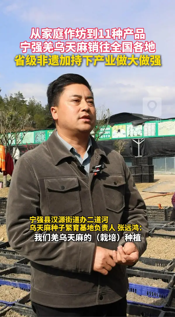 从家庭作坊到11种产品，宁强羌乌天麻销往全国各地，省级非遗加持下产业做大做强