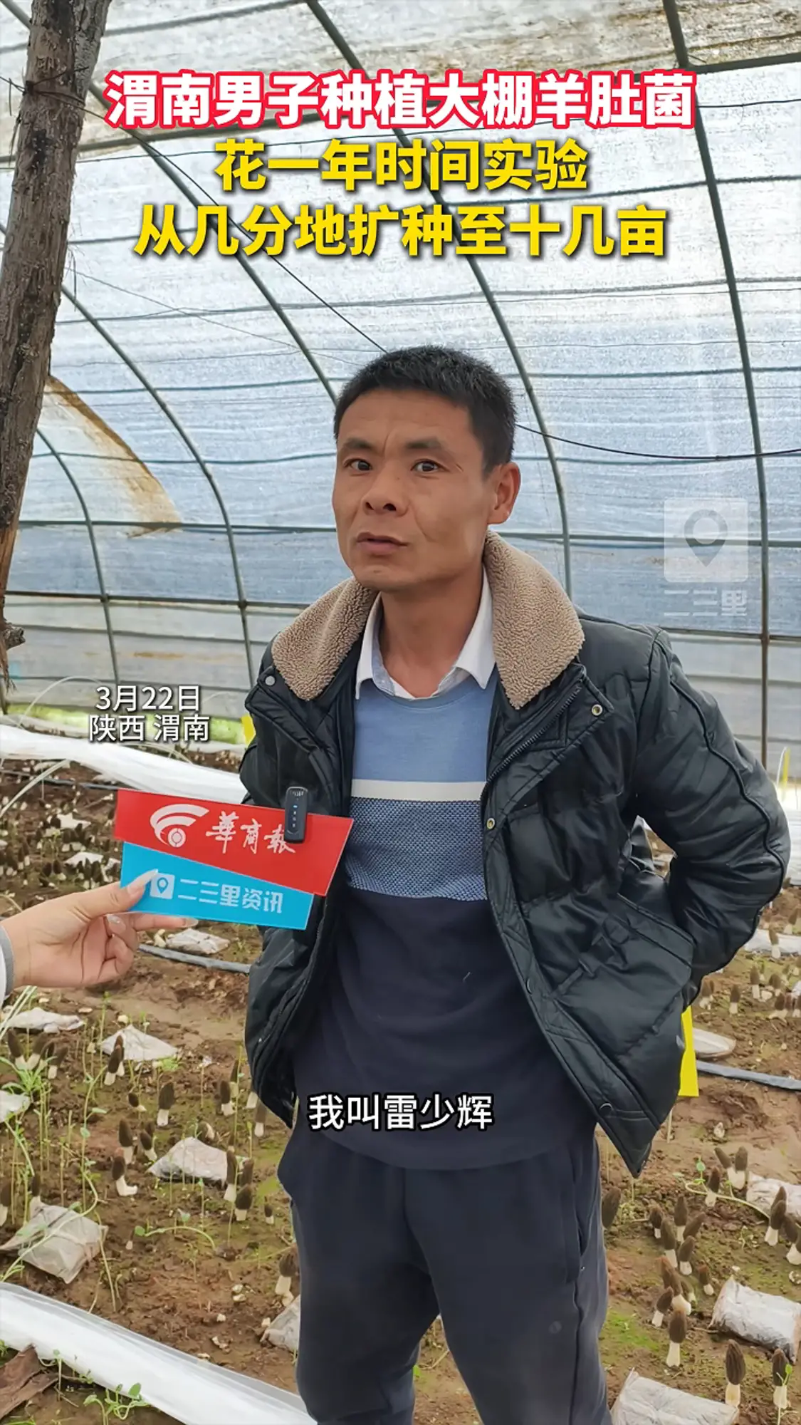 渭南男子种植十几亩大棚羊肚菌