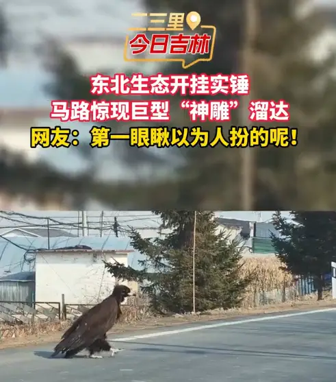 东北生态开挂实锤，马路惊现巨型“神雕”溜达