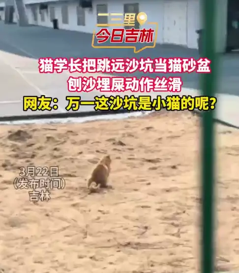 猫咪把跳远沙坑当猫砂盆，也太会找地方了！