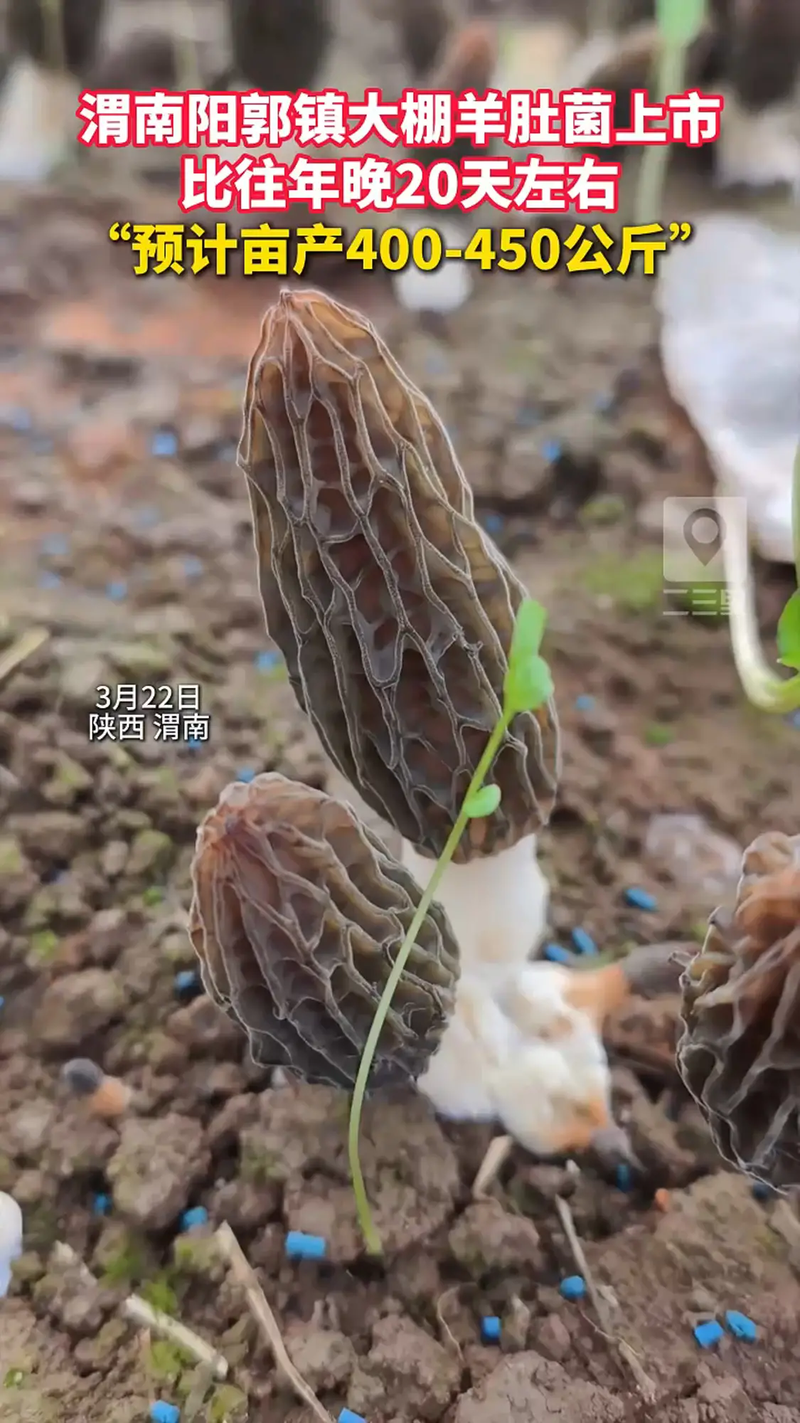 渭南临渭区大棚羊肚菌上市啦