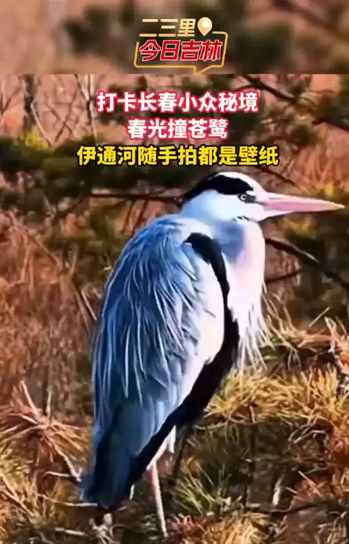 生态答卷满分！长春伊通河上演苍鹭 “沉浸式躺平栖息秀”