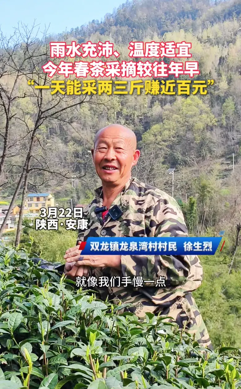 雨水充沛、温度适宜，春茶采摘较往年早，一天能采两三斤赚近百元