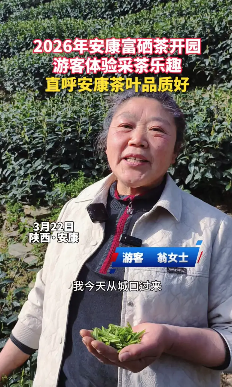 2026年安康富硒茶开园游客现场体验采茶乐趣，直呼安康茶叶品质好