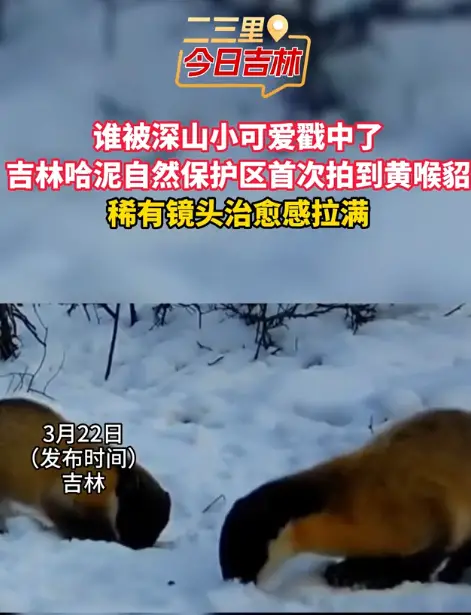 吉林哈泥国家级自然保护区首次拍到黄喉貂同框