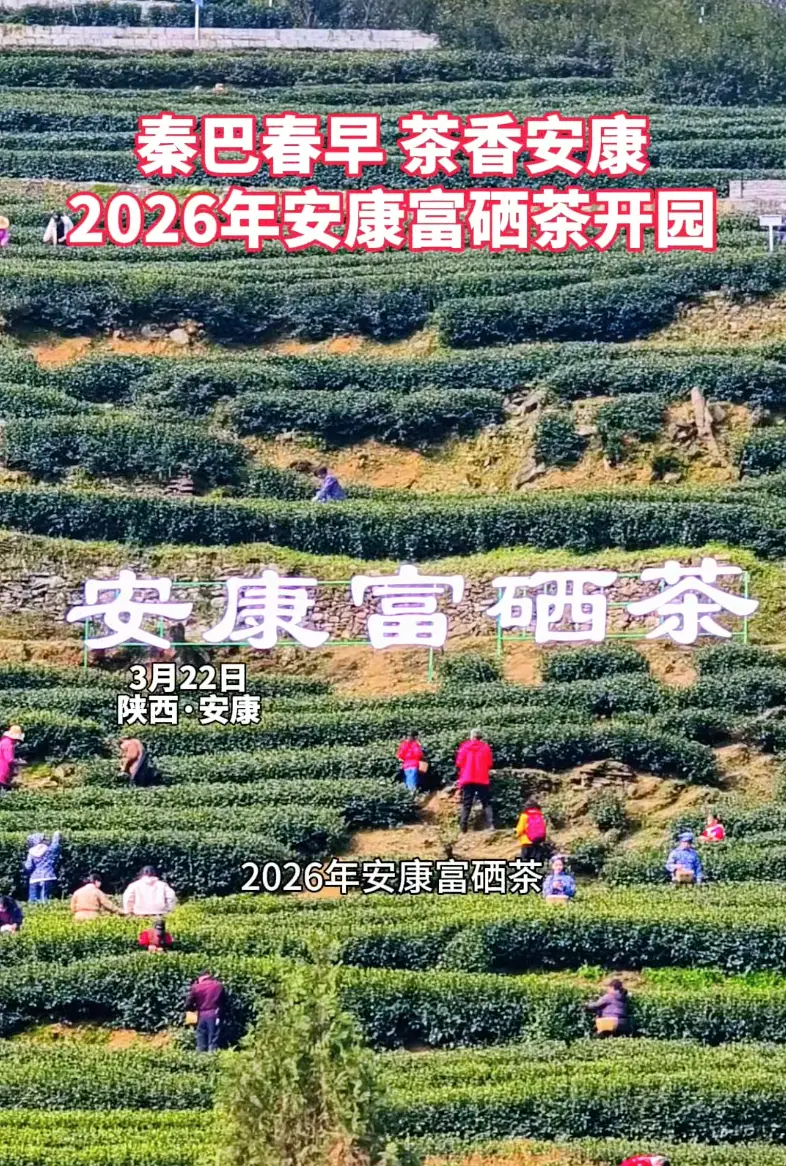 秦巴春早·茶香安康，2026年安康富硒茶开园