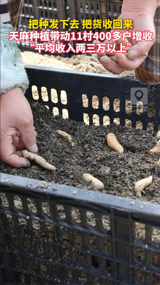 把种发下去，把货收回来！天麻种植带动11村400多户增收，“平均收入两三万以上”