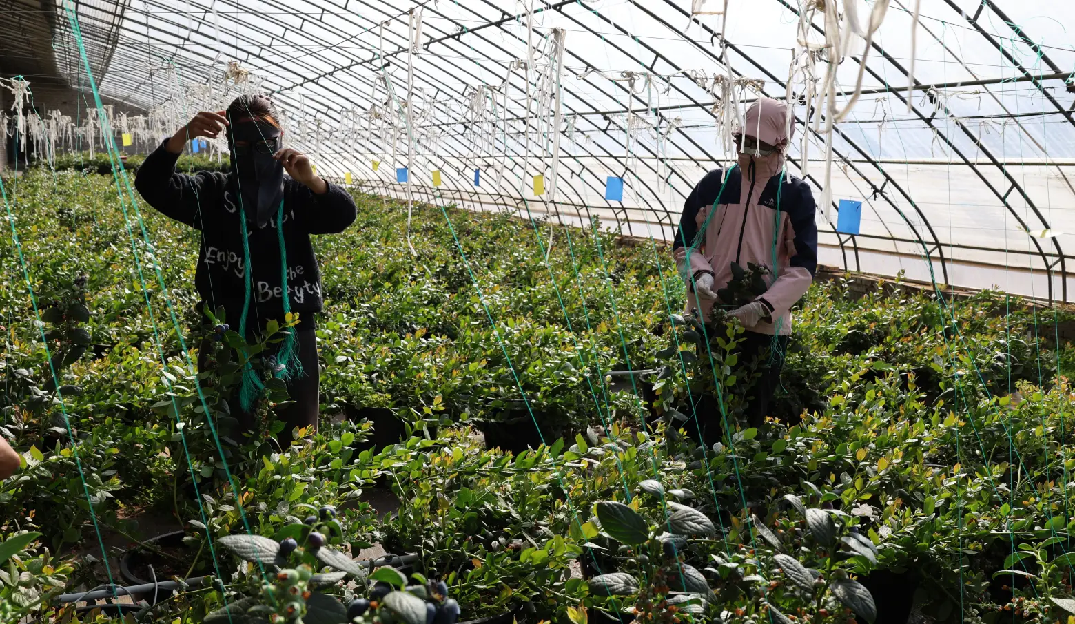 神木：“南果北种”结硕果 蓝莓飘香产业兴