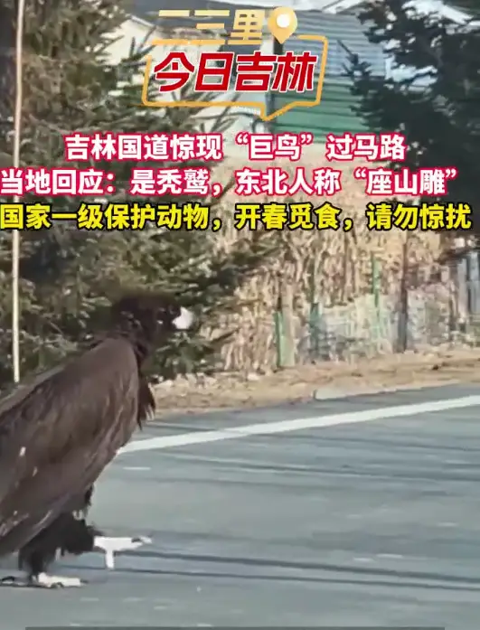 最新消息：吉林国道出现“座山雕”是国家一级保护动物秃鹫，开春觅食，请勿惊扰
