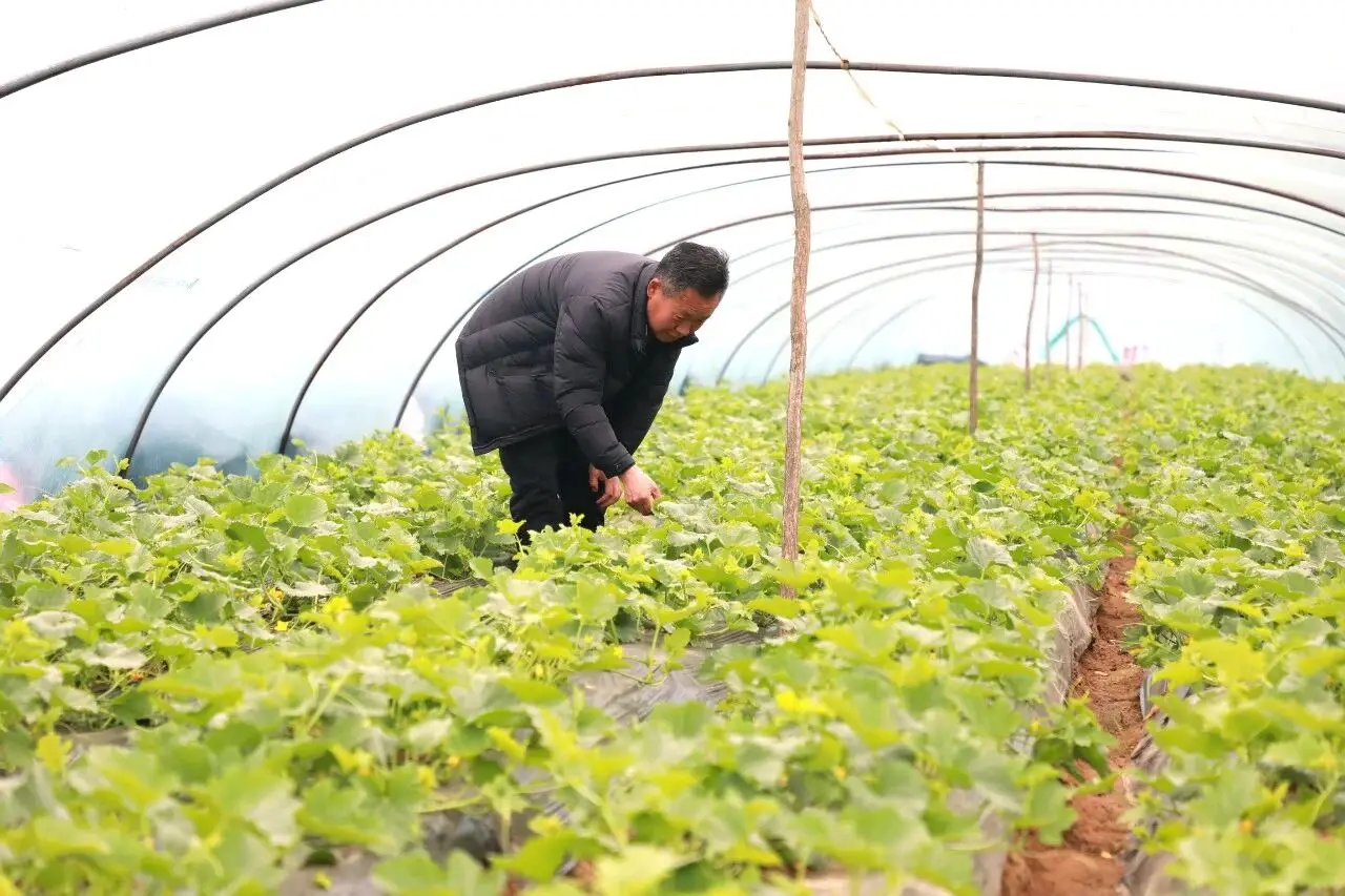 绥德县薛家峁镇：早春香瓜缀满棚 特色产业富村民