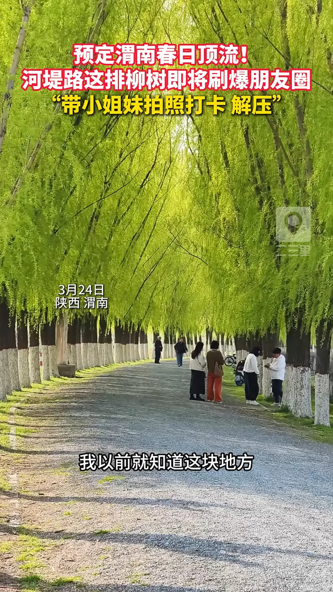 预定渭南春日顶流！河堤路旁这排柳树即将刷爆朋友圈