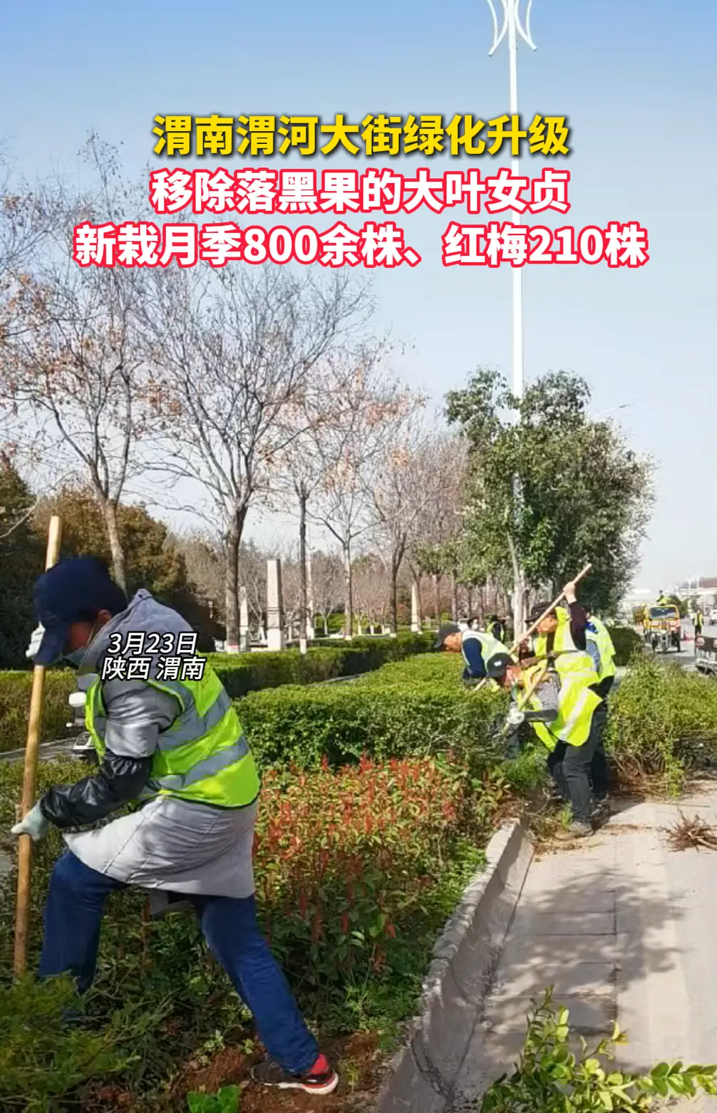 渭南渭河大街绿化升级，新栽月季800余株、红梅210株