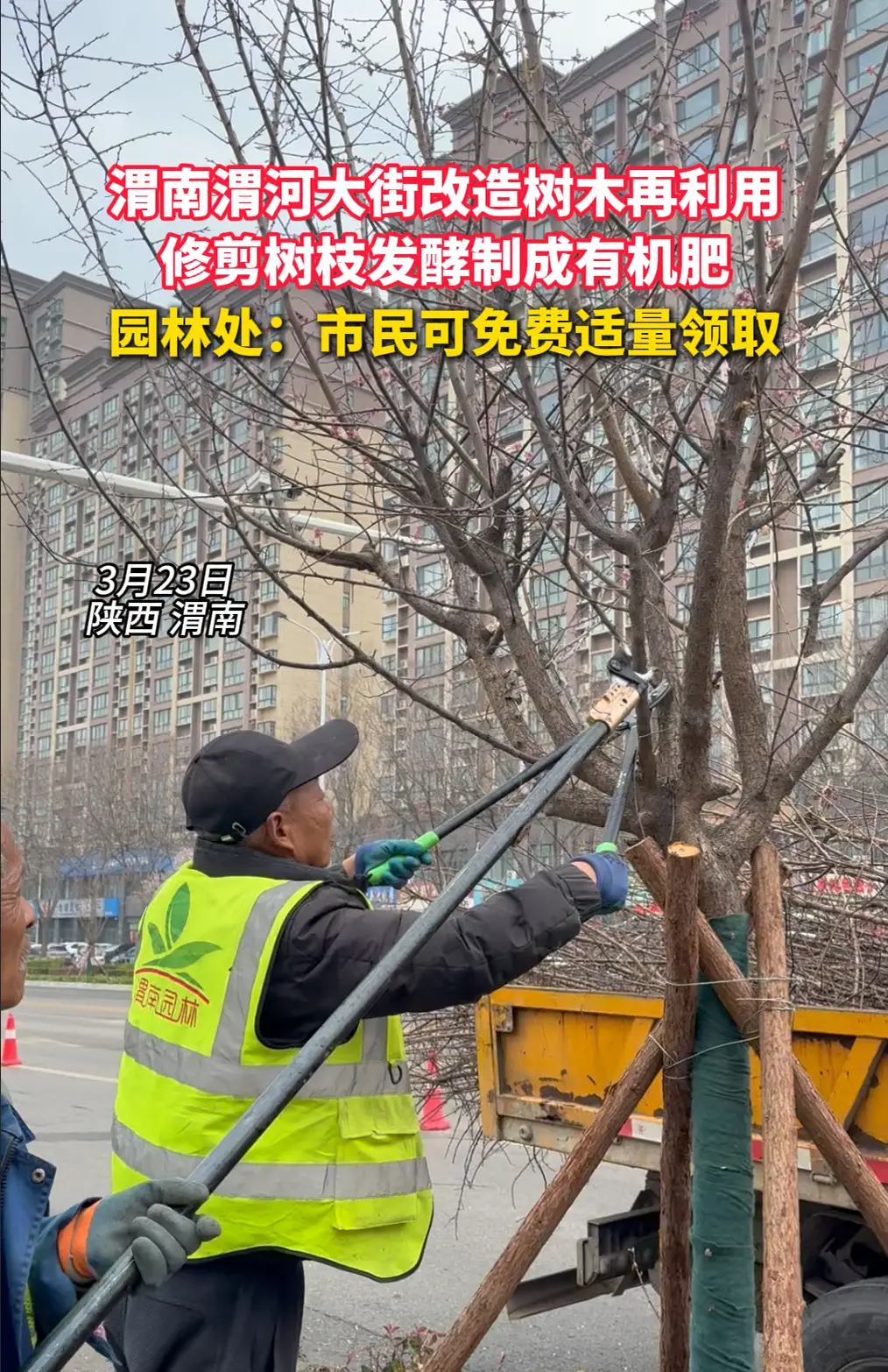 渭南渭河大街改造，修剪树枝发酵制成有机肥，园林处：免费适量领取