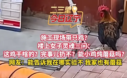 施工现场带只鸡？ 楼上女子灵魂三问： 这鸡是干啥的？完事儿扔不？能小鸡炖蘑菇吗？