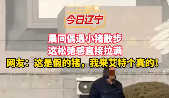 晨间偶遇小猪散步 这松弛感直接拉满 网友：这是假的猪，我来艾特个真的！