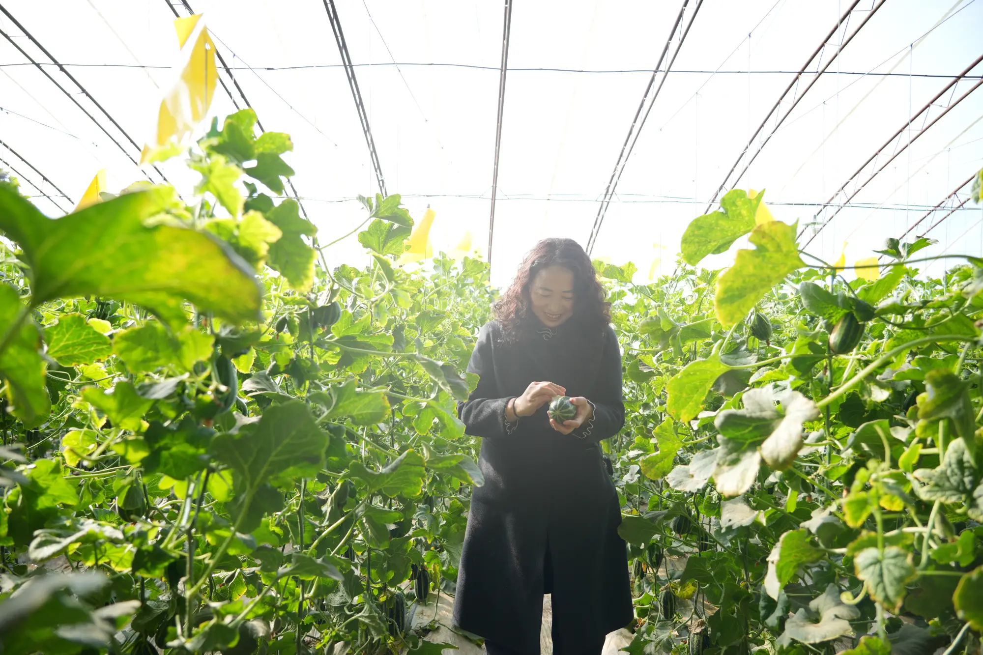 靖边：甜瓜飘香富农家