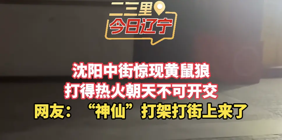 沈阳中街惊现黄鼠狼 打得热火朝天不可开交 网友：“神仙”打架打街上来了