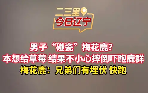 男子“碰瓷”梅花鹿？ 本想给草莓 结果不小心摔倒吓跑鹿群 梅花鹿：兄弟们快跑 有埋伏