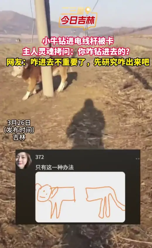 吉林小牛硬核卡电线杆，主人在线灵魂拷问，主打一个进退两难