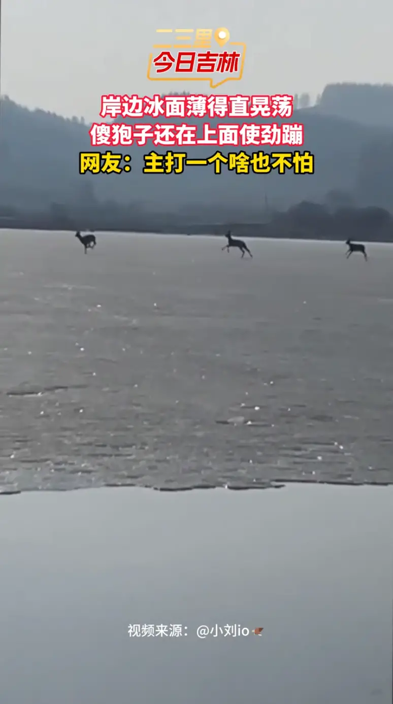 岸边冰面薄得直晃荡，傻狍子还在上面使劲蹦#傻狍子# 动物的迷惑行为