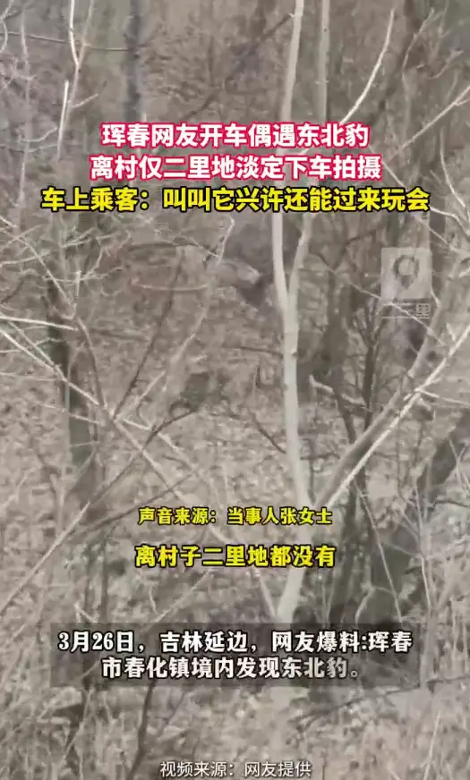  吉林珲春惊现东北豹，离村二里地网友淡定记录，乘客直言：叫过来玩会#延边 #野生动物 #东北豹#人与自然 #珲春